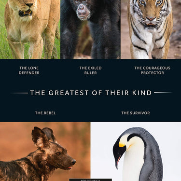 Dynasties The Rise and Fall of Animal Families Stephen Moss David Attenborough