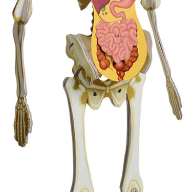 Amazing Awesome Human Body (Ignite STEM Book + Model Kit) Board Book By Susan Mayes