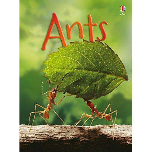 Usborne Beginners Nature 10 Books Set Collection (Ants, Bugs, Spiders, Trees)